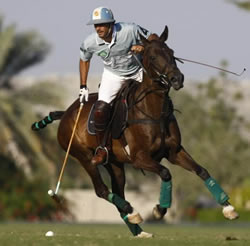 Caballos de polo argentinos