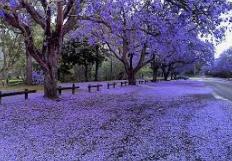 jacarandas