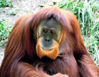 orangutan