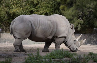 rinoceronte blanco