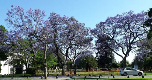 jacarandas