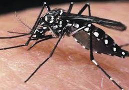 aedes aegypti