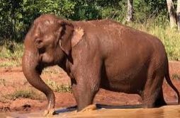 elefanta Mara