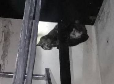 gato atrapado en hueco de ascensor