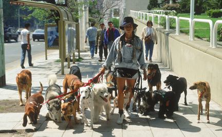 Paseadores de perros