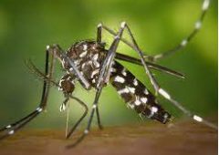 Aedes aegypti