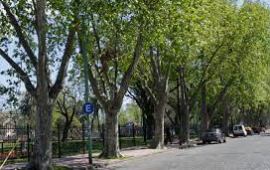 arboles de buenos aires