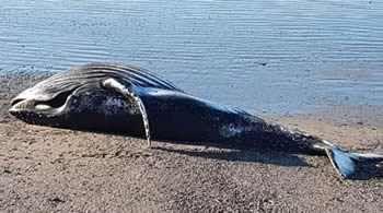 ballena jorobada