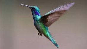 colibri o picaflor