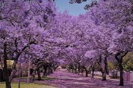 jacarandas