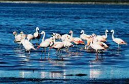 Laguna de Mar Chiquita