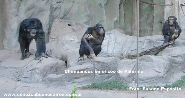 sasha y Kangoo chimpances del ecoparque