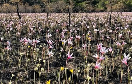 Corrientes florece