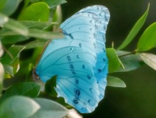 Mariposa bandera argentina