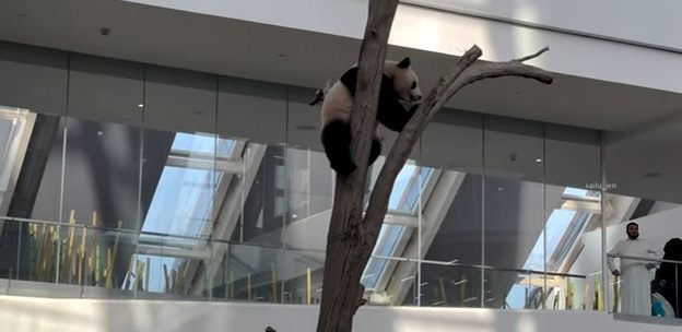 Panda en recinto de Qatar