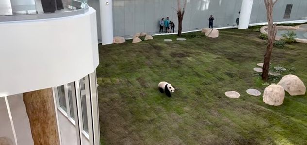 Panda en recinto de Qatar