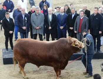 Exposicion Rural toro Nicanor