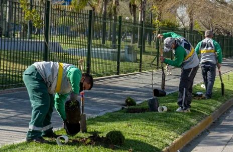 Plantando arboles