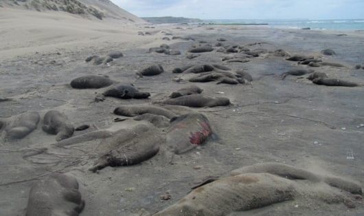 Elefantes Marinos muertos