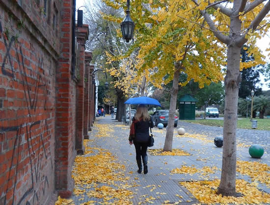 Gingko bilova