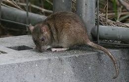 Rata