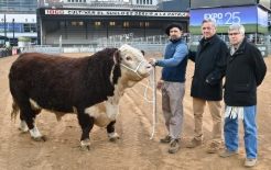 Toro El Escocs